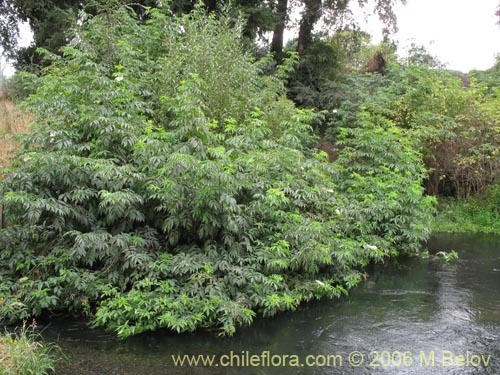 Imágen de Sambucus nigra (Sauco). Haga un clic para aumentar parte de imágen.